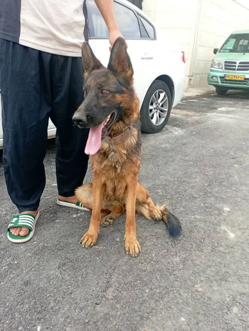 سگ ژرمن پژدر|سگ|قره چای, |دیوار