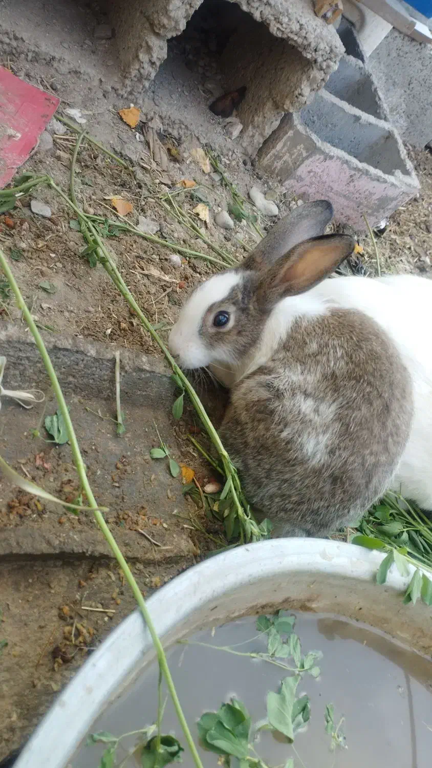 خرگوش فروشی|موش و خرگوش|سراوان, |دیوار