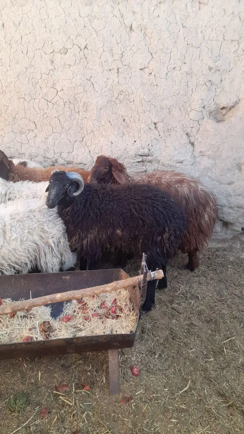 اگهی سرقت وکلاه برداری ۹راس بره|حیوانات|یزد, |دیوار