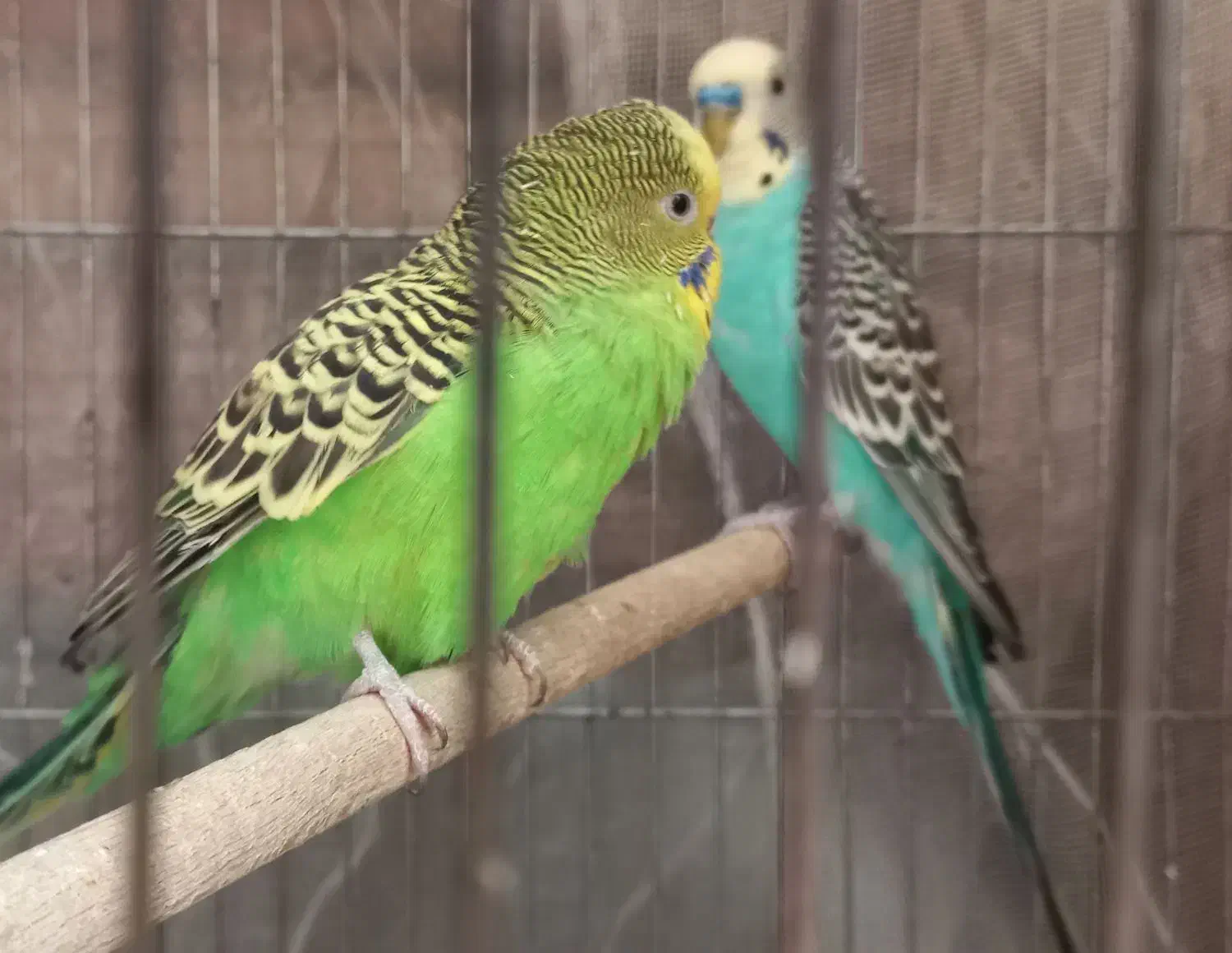 مرغ عشق|پرنده|اصفهان, شاهزاده ابراهیم|دیوار