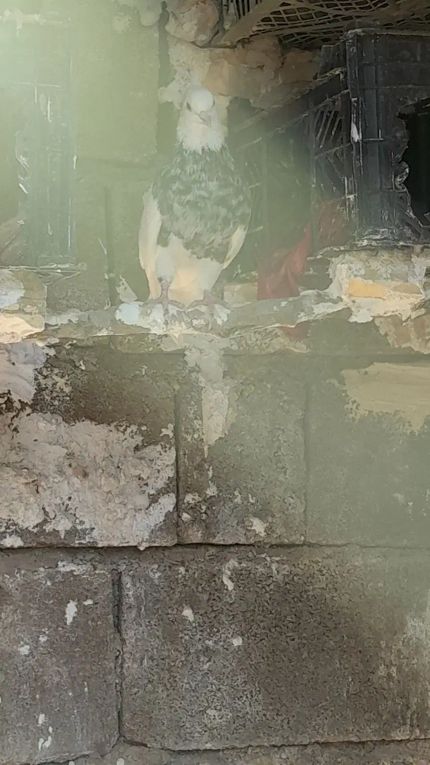 کبوتر زرین|پرنده|لنده, |دیوار