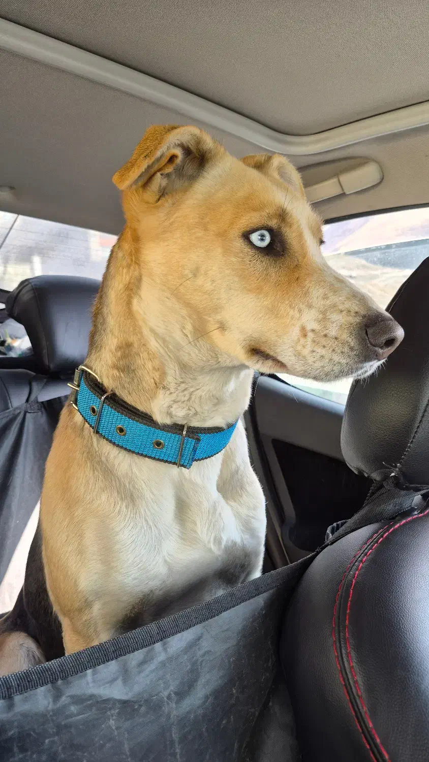 گمشده|حیوانات|هشتگرد, فاز ۲ مهستان|دیوار