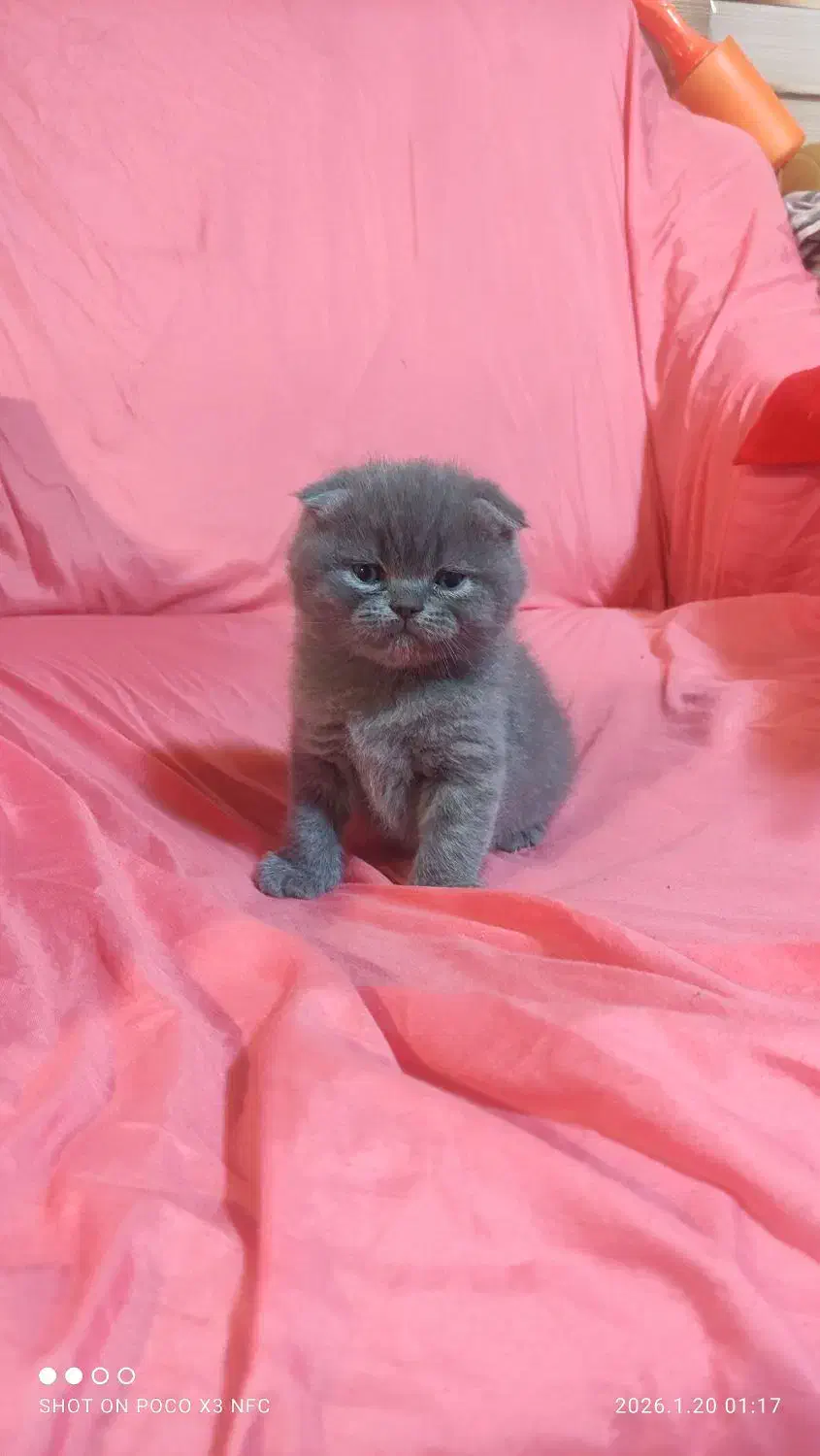 گربه های اشرافی|گربه|چهاردانگه (تهران), |دیوار