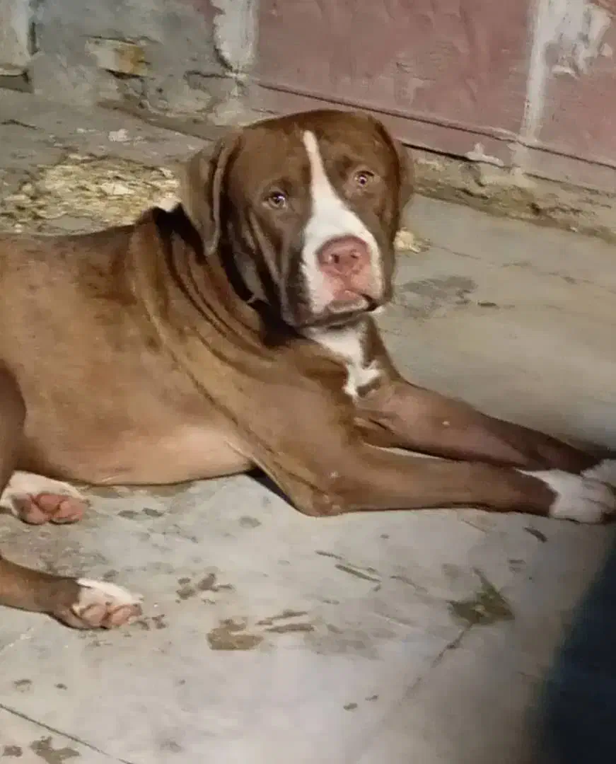 سگ پید بل|سگ|خورموج, |دیوار