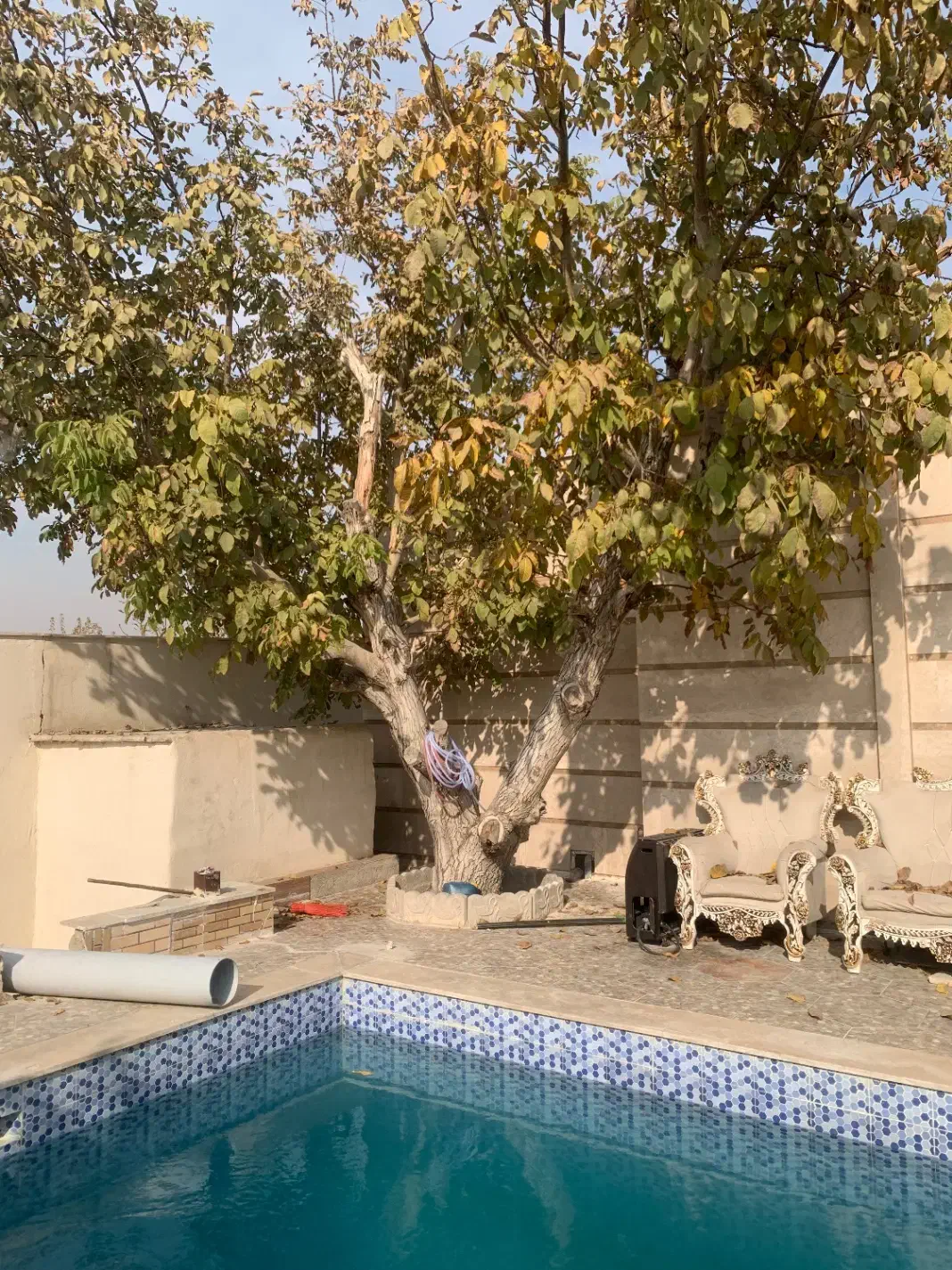 فروش چوب درخت گردو|عمدهفروشی|شهریار, دهشاد بالا|دیوار