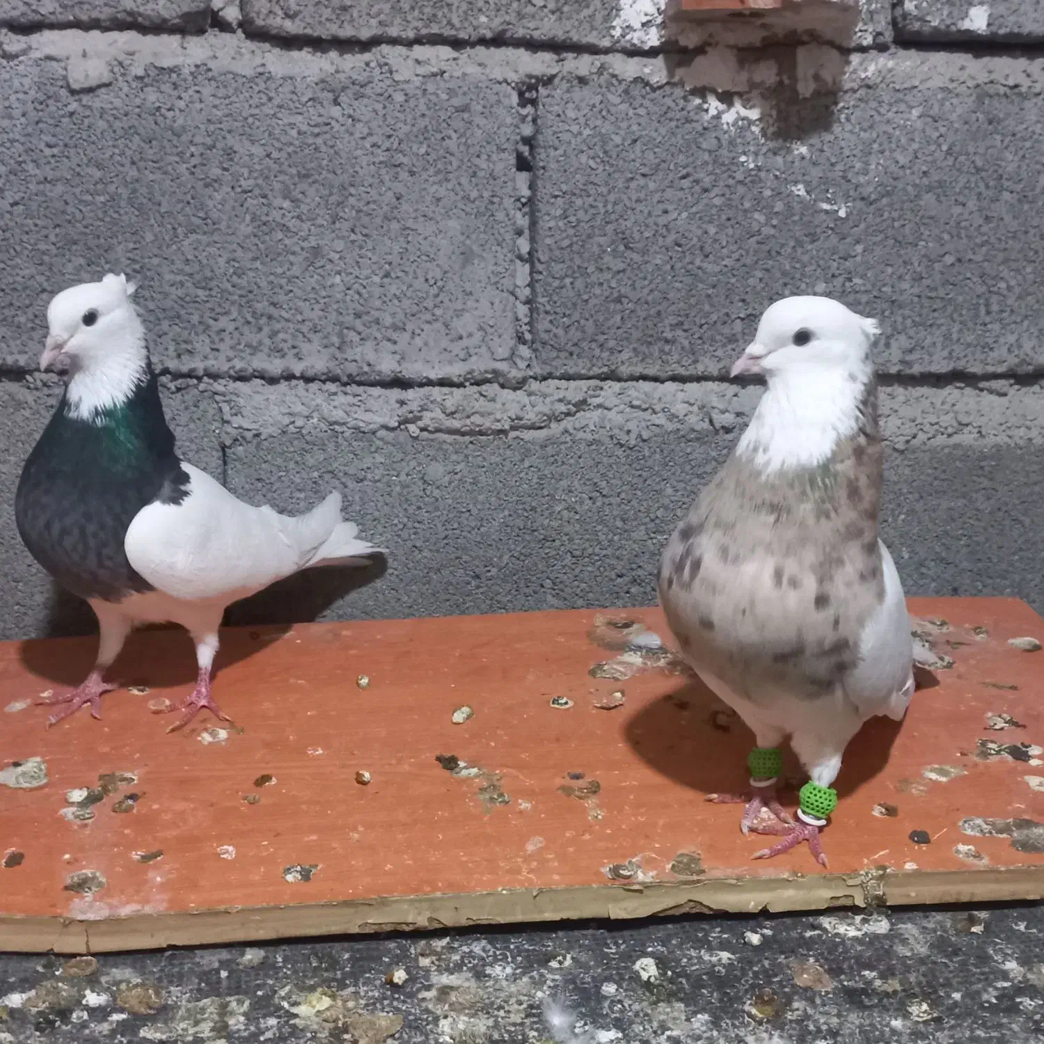 با سلام نر ماده طوقی گم شده|پرنده|دزفول, |دیوار