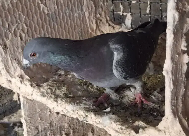 پلاکی گرفتنی|پرنده|عجب شیر, |دیوار