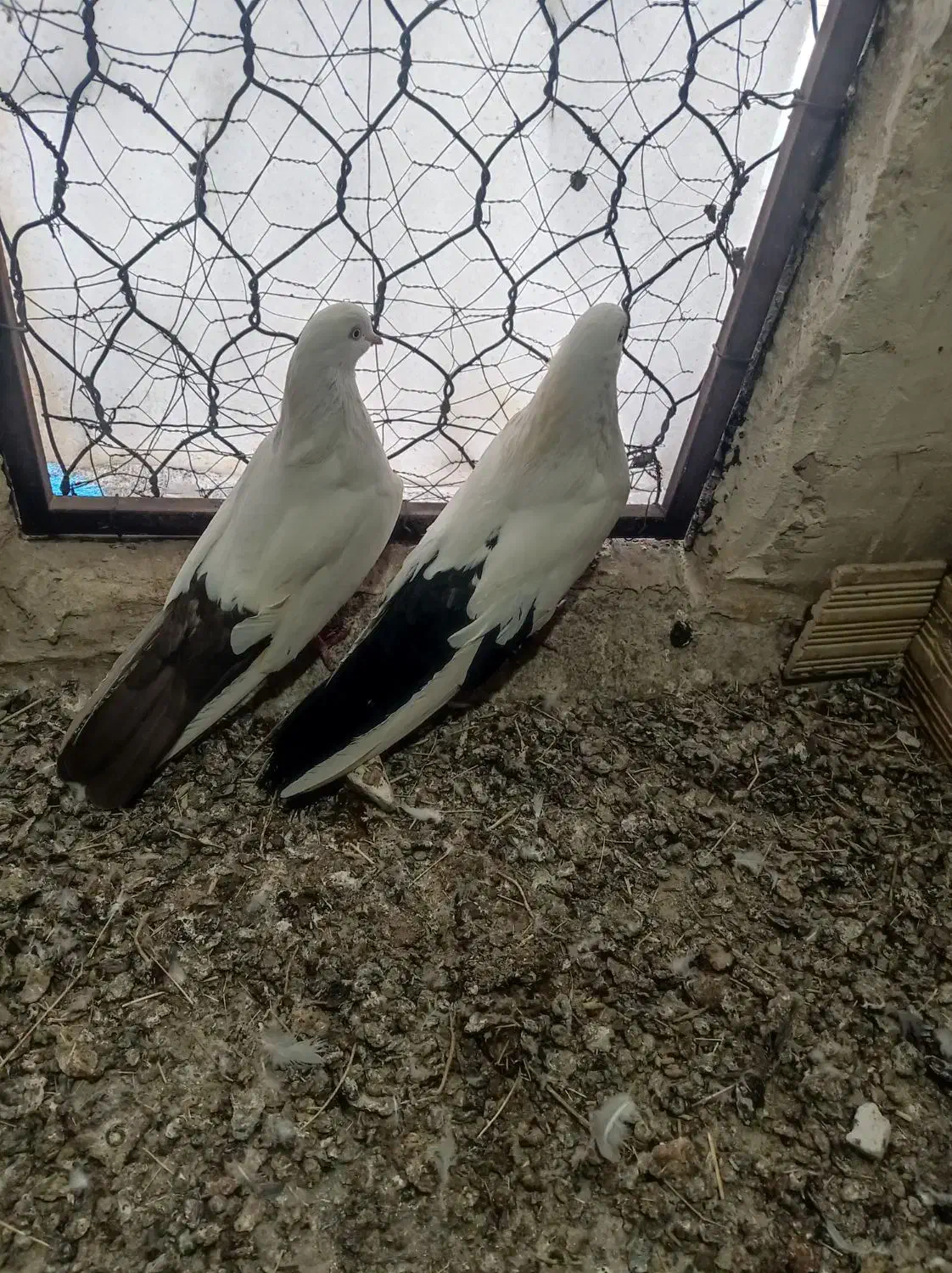 دمبی|پرنده|میانه, |دیوار