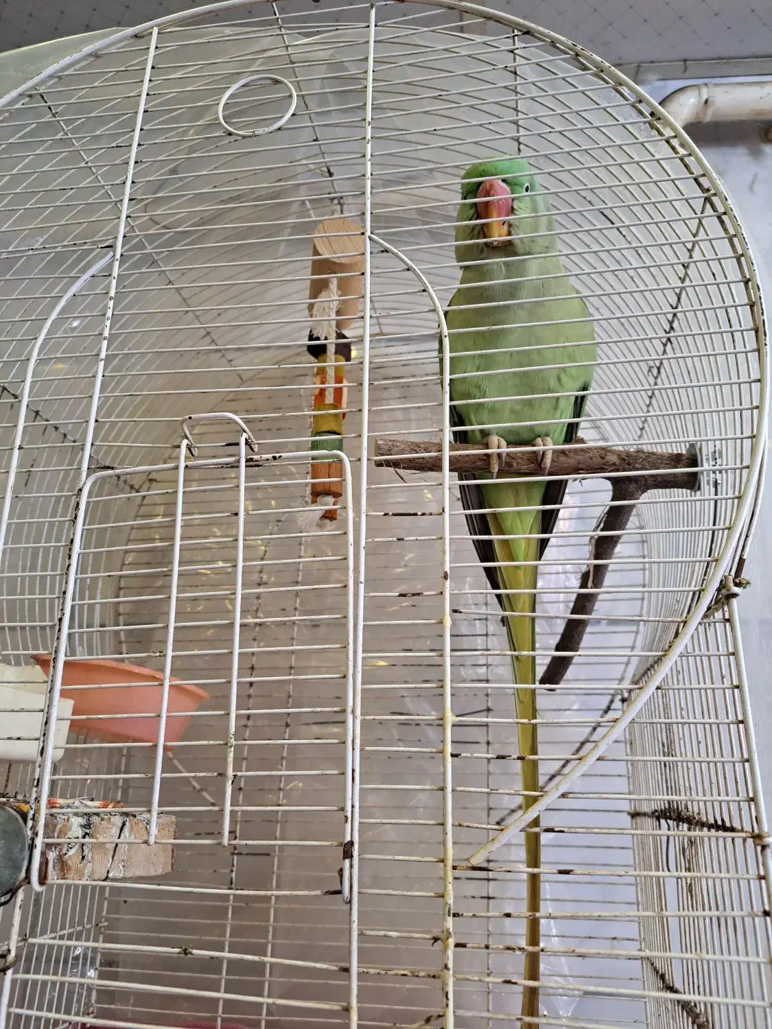 شاه طوطی سخنگو|پرنده|لاهیجان, پردسر|دیوار