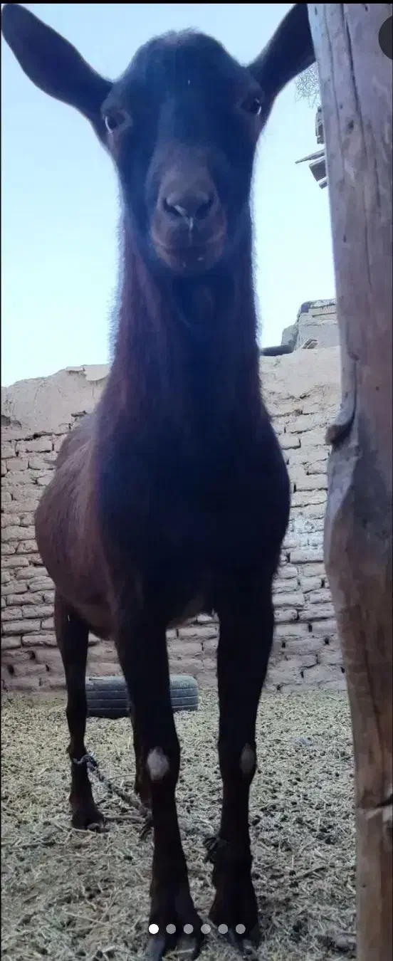 نری مورسیا|حیوانات مزرعه|یزدان شهر, |دیوار