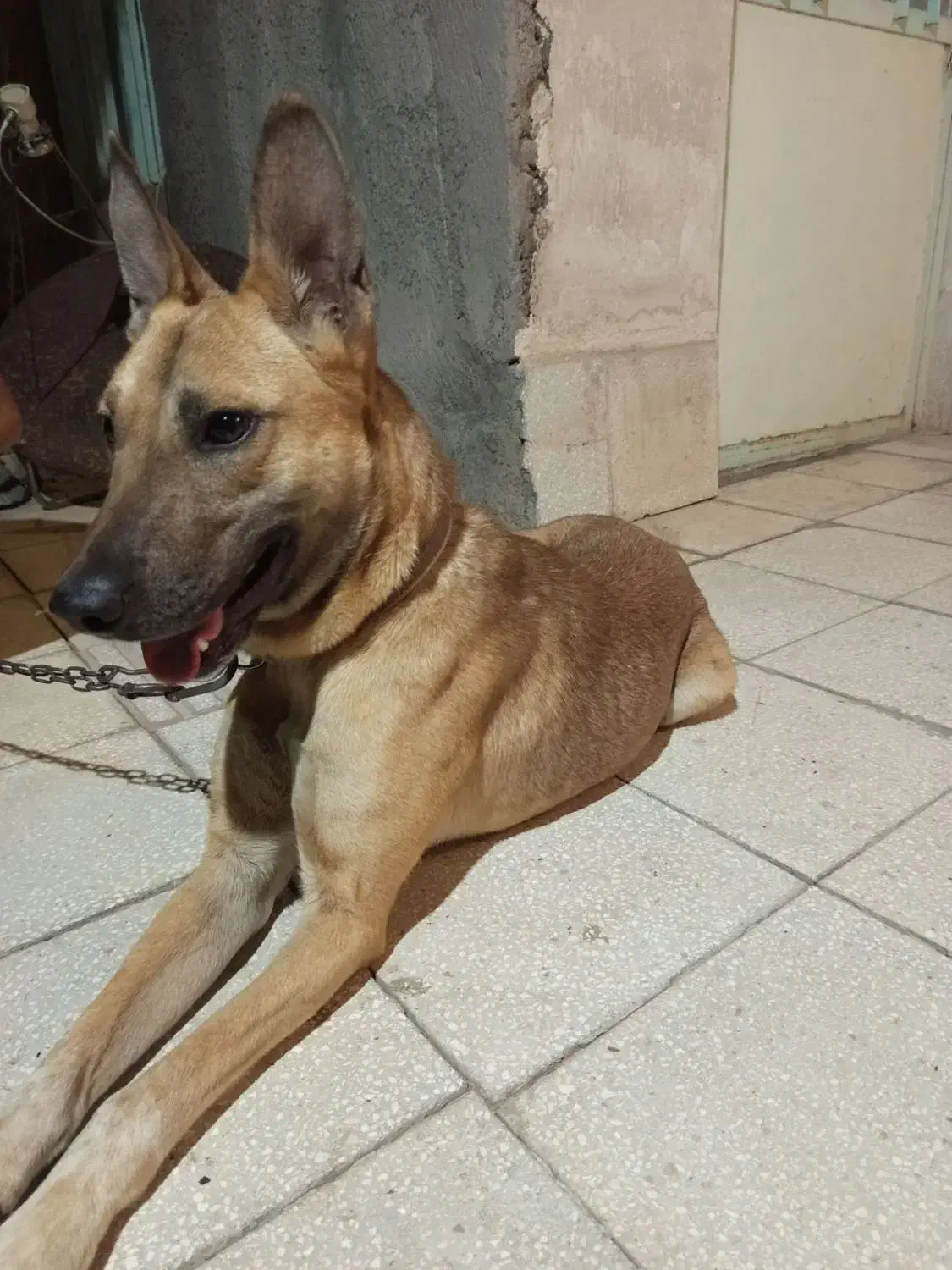 حیوان|سگ|جوین, |دیوار