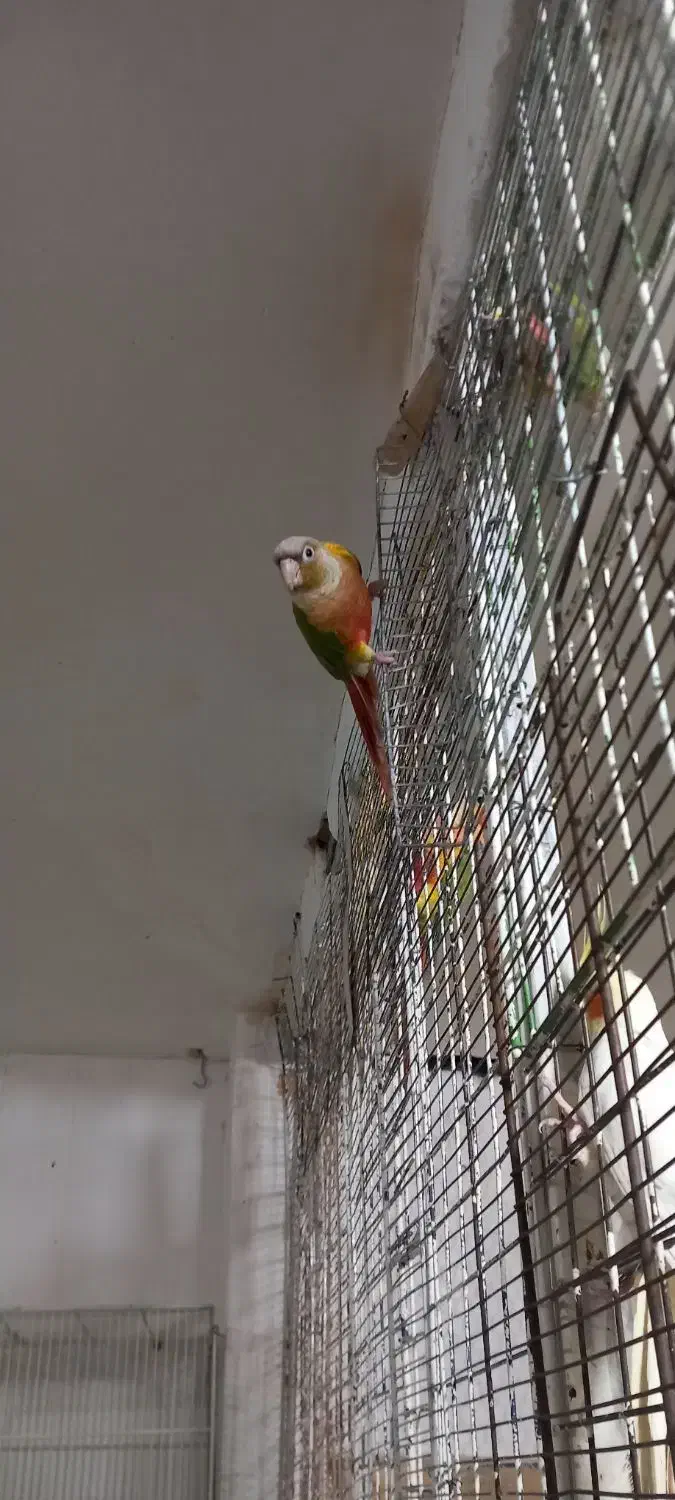 فروش گرینجیک  اناناسی رد. و دبل رد|پرنده|بجنورد, |دیوار