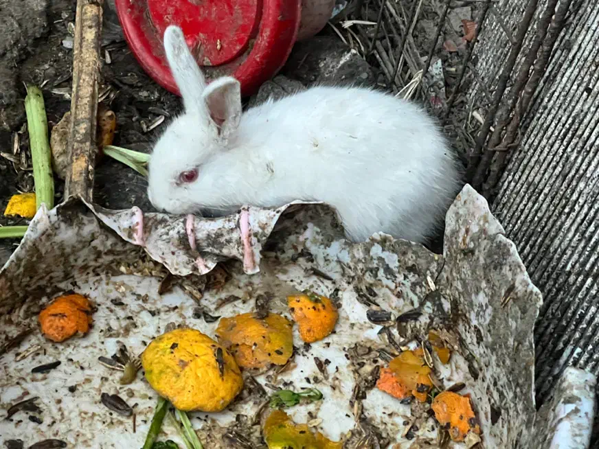 خرگوش|موش و خرگوش|خرمشهر, |دیوار