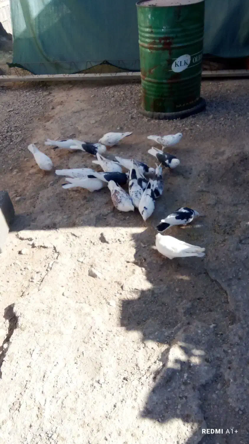 کفتر ابلق پرشی|پرنده|سیرجان, |دیوار