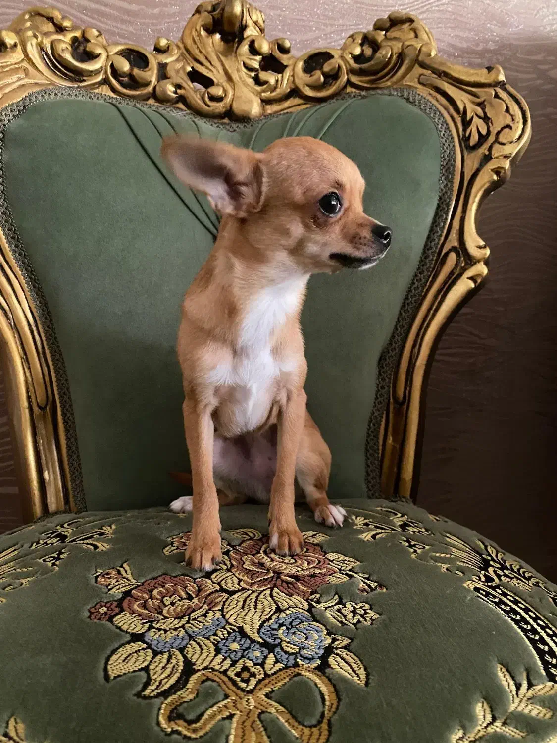 سگ شیواوا ماده اپل هد 7ماهه|سگ|تبریز, |دیوار