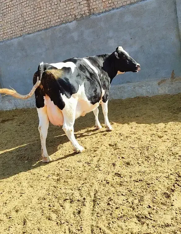 ۳راس گاو آبستن هلشتاین|حیوانات مزرعه|سبزوار, کلاته سیفر|دیوار