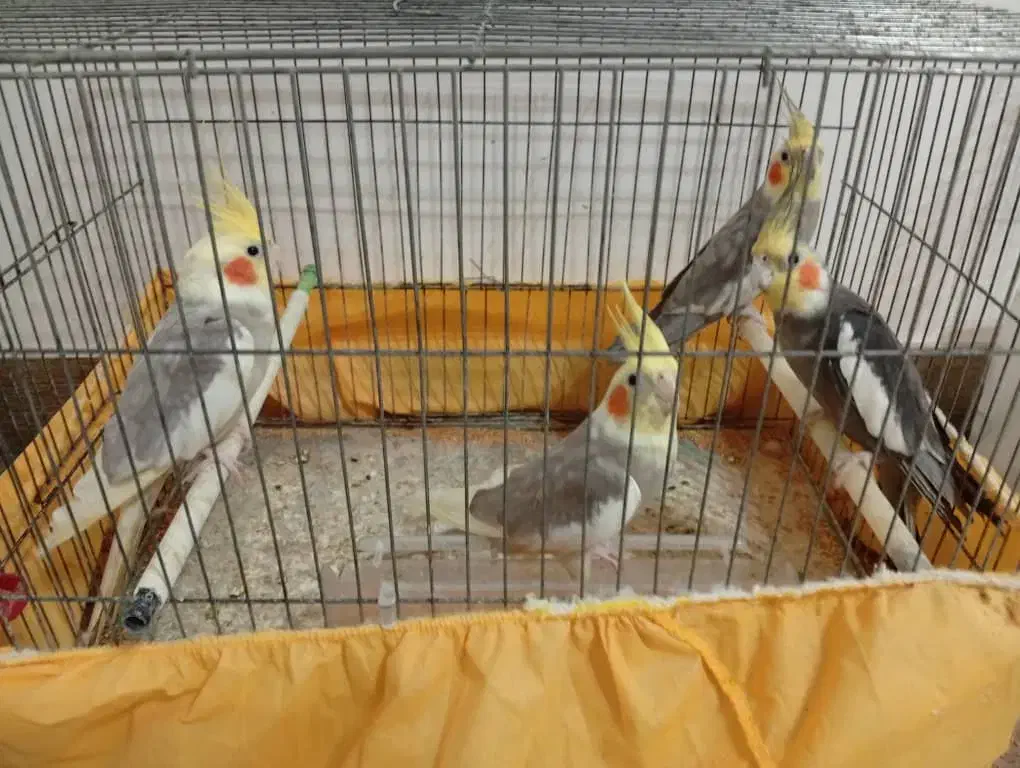 ۸تا عروس هلندی بالغ یکجا واگذار میشود|پرنده|تنکابن, |دیوار