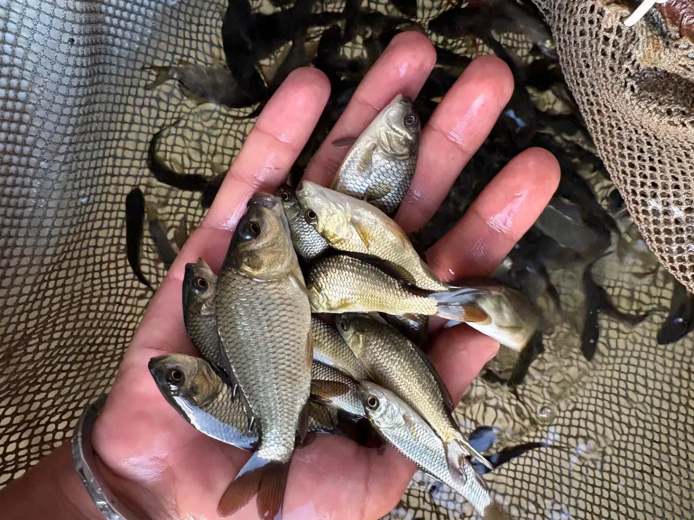 بچهماهیکپور اصلاح شده|ماهی|قم, ارم|دیوار