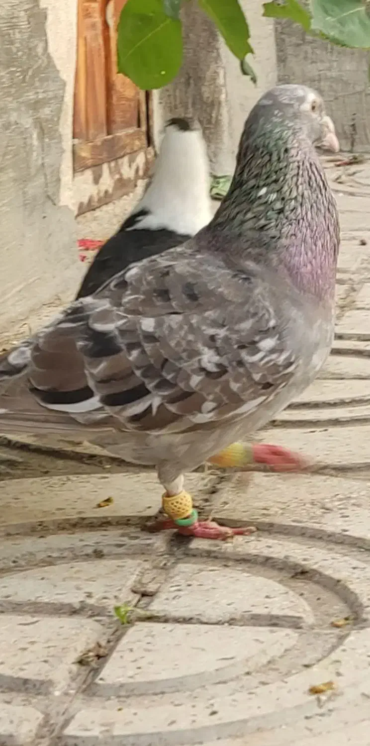 کفتر رنگی طوقه دار و هفرنگ|پرنده|محمدیه-قزوین, |دیوار