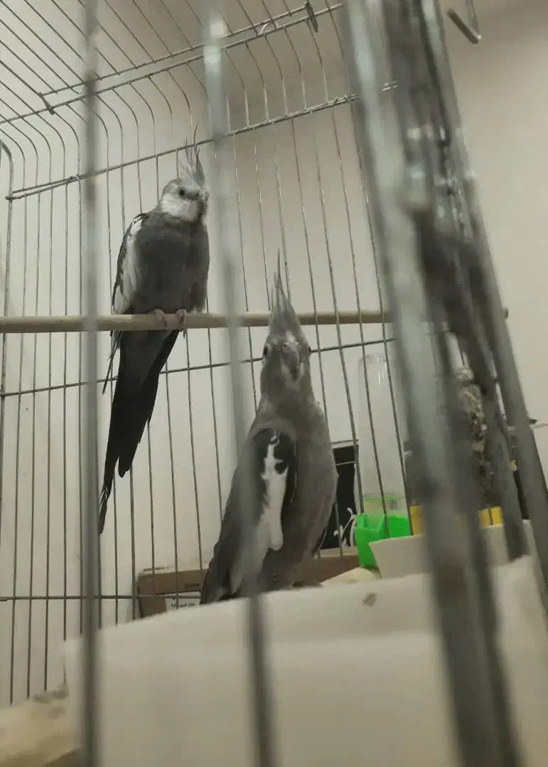 جفت عروس هلندی وایت فیس بالغ و اماده|پرنده|گلستان (تهران), |دیوار