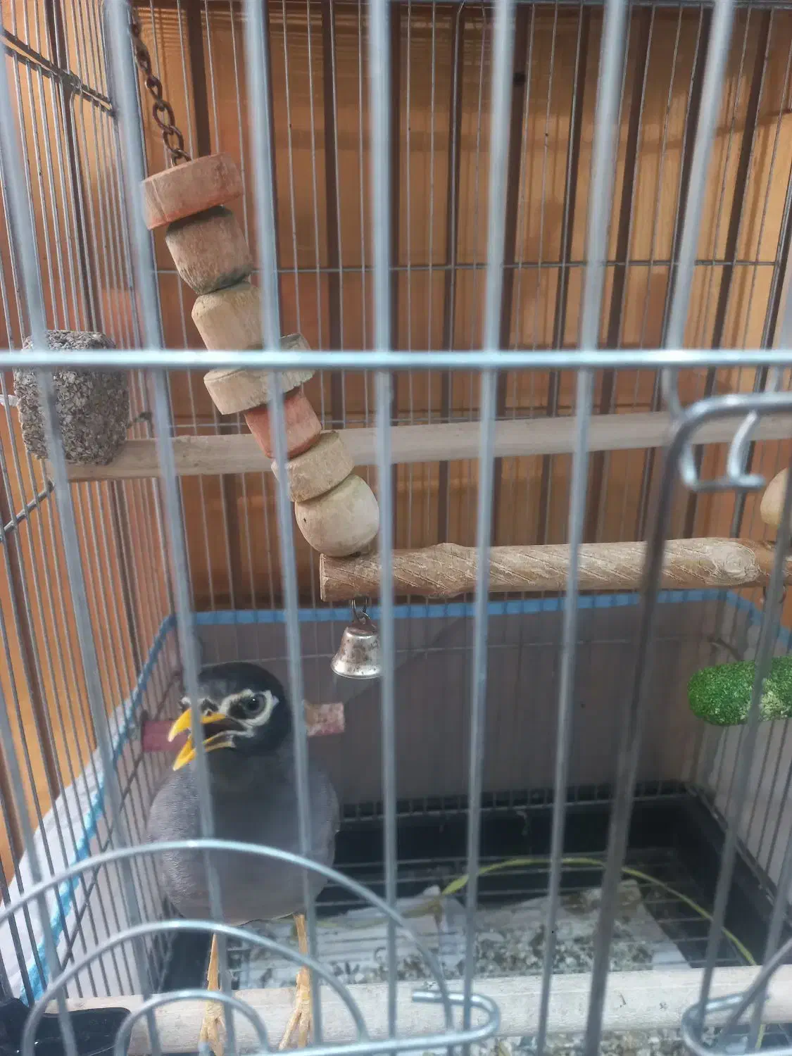 مینا و جوجه عروس هلندی|پرنده|یزد, |دیوار