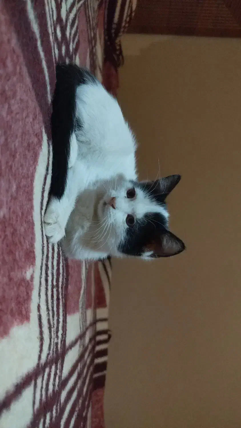 دخترای کوچولو|گربه|شیراز, سیلو|دیوار