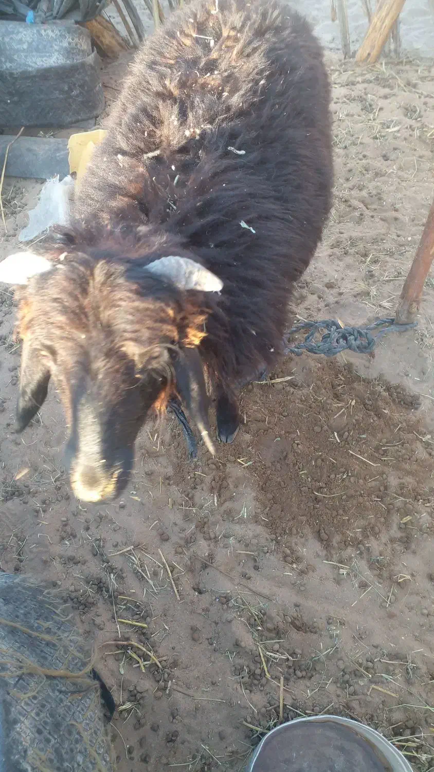 شیشک چاق گوشتی|حیوانات مزرعه|جازموریان, |دیوار