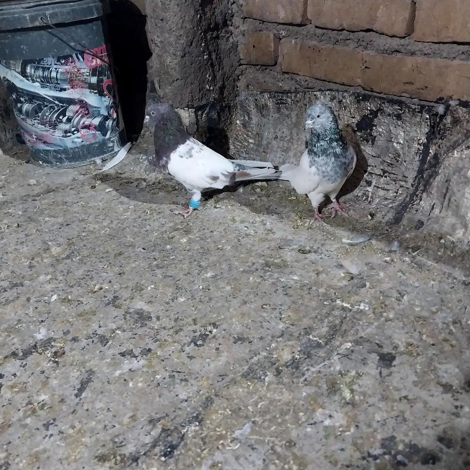 یک جفت کله خوشگل|پرنده|تربت جام, والفجر|دیوار