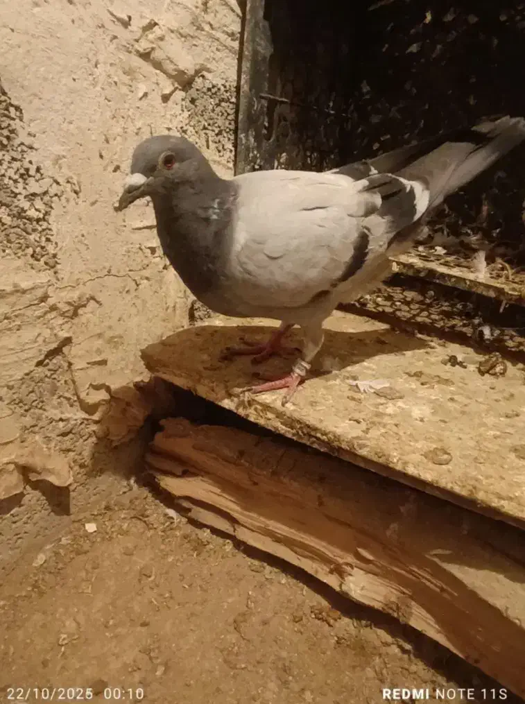 کبوتر پلاکی|پرنده|اسلامآباد غرب, |دیوار