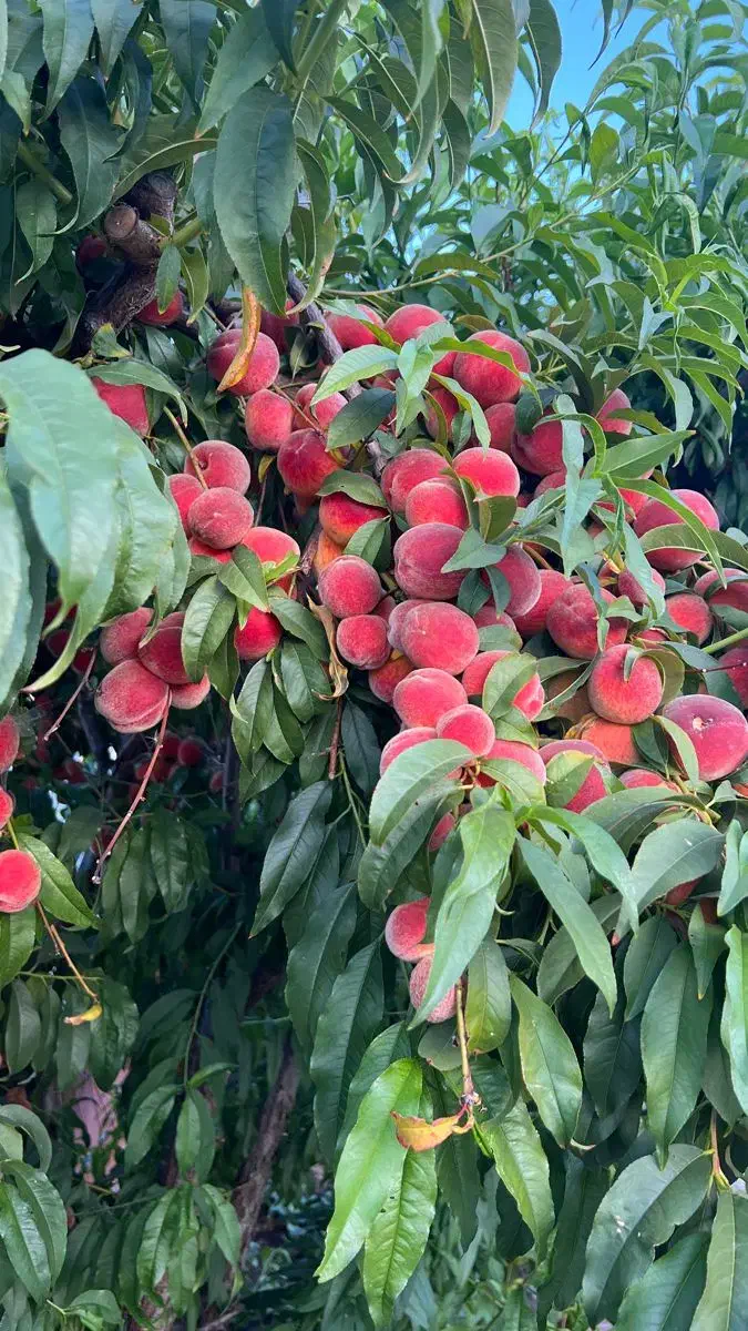 فروش ویژه نهال زودبازده و پربار|گل و گیاه طبیعی|بوکان, |دیوار