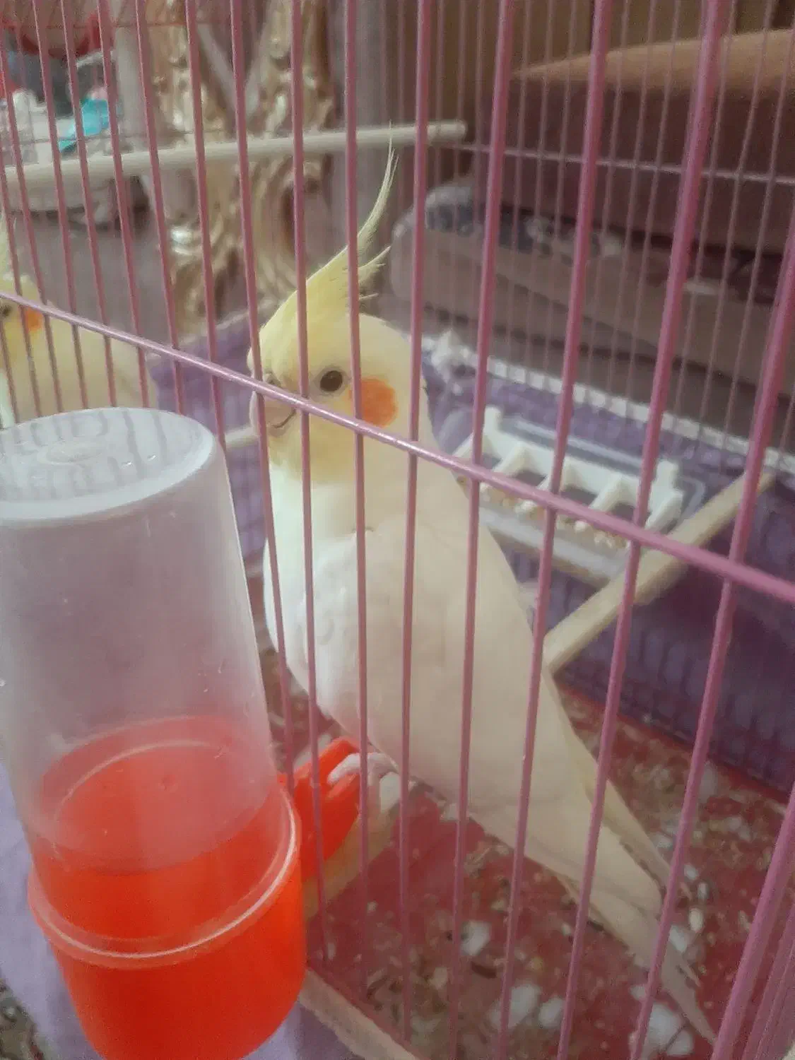 یک جفت مرغ عشق ویک عروس هلندی نرسخنگو|پرنده|گلپایگان, |دیوار