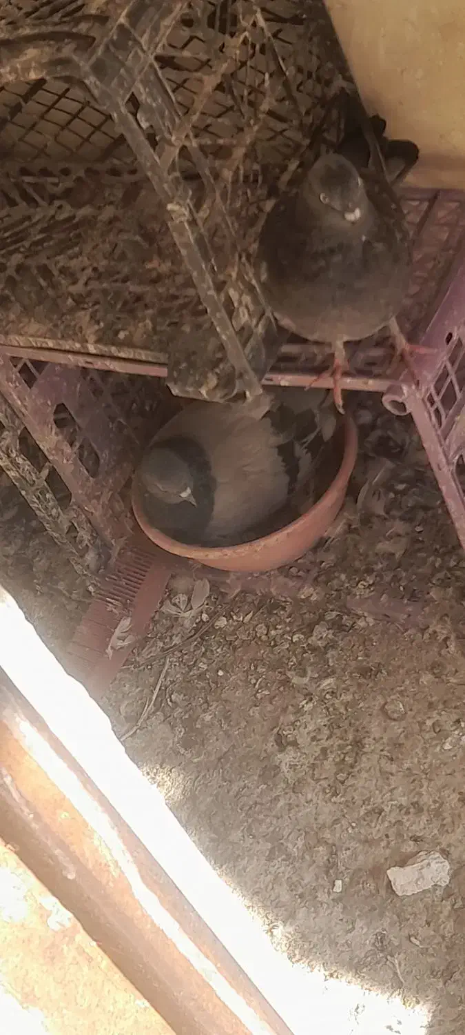 کفتر حسابی درجه ۱|پرنده|قم, محمد آباد|دیوار