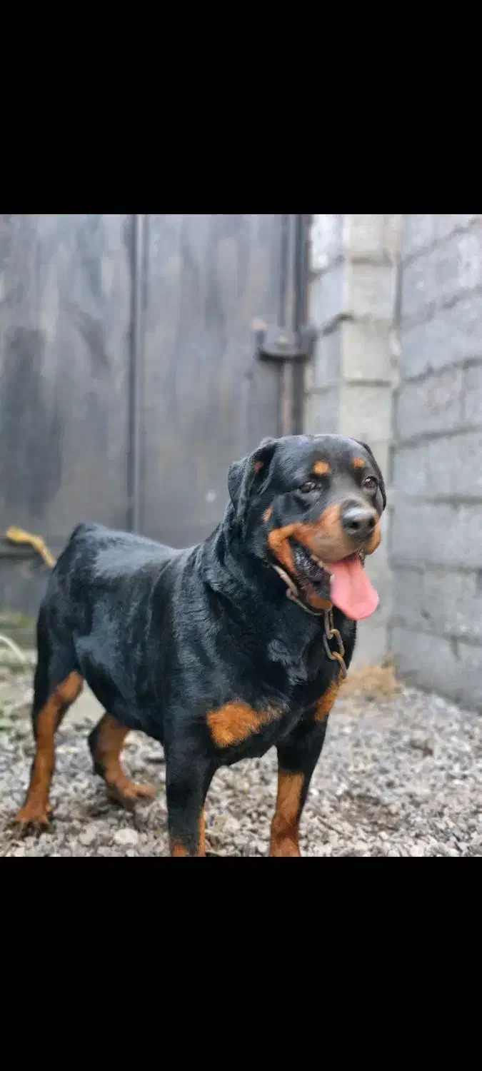 روتوایلر ماده ۳ ساله|سگ|رشت, گلسار|دیوار