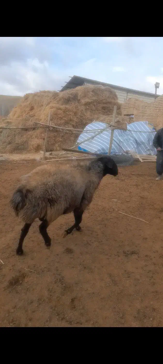 دام گوسفند قوچ|حیوانات مزرعه|آبگرم, |دیوار