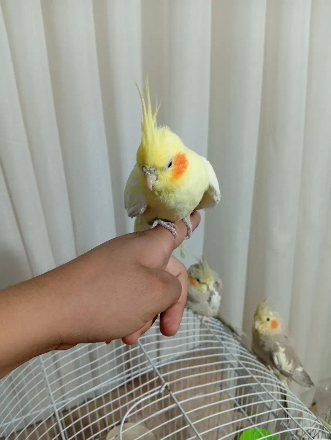 ۴ عروس هلندی، دستی، قفس و وسایل کامل|پرنده|قرچک, شهرک طلائیه|دیوار