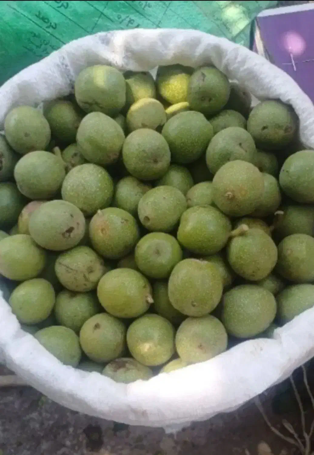 گردو/سفید/مغز/ارگانیک/عمده|خوردنی و آشامیدنی|رشت, کاکتوس|دیوار