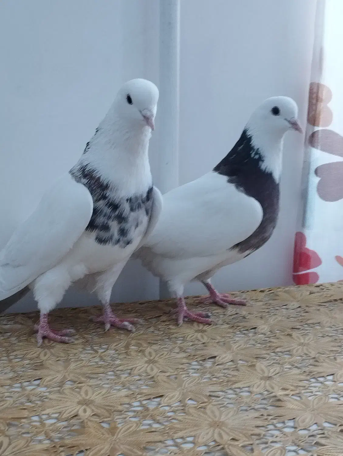 طوقی|پرنده|کبودرآهنگ, |دیوار