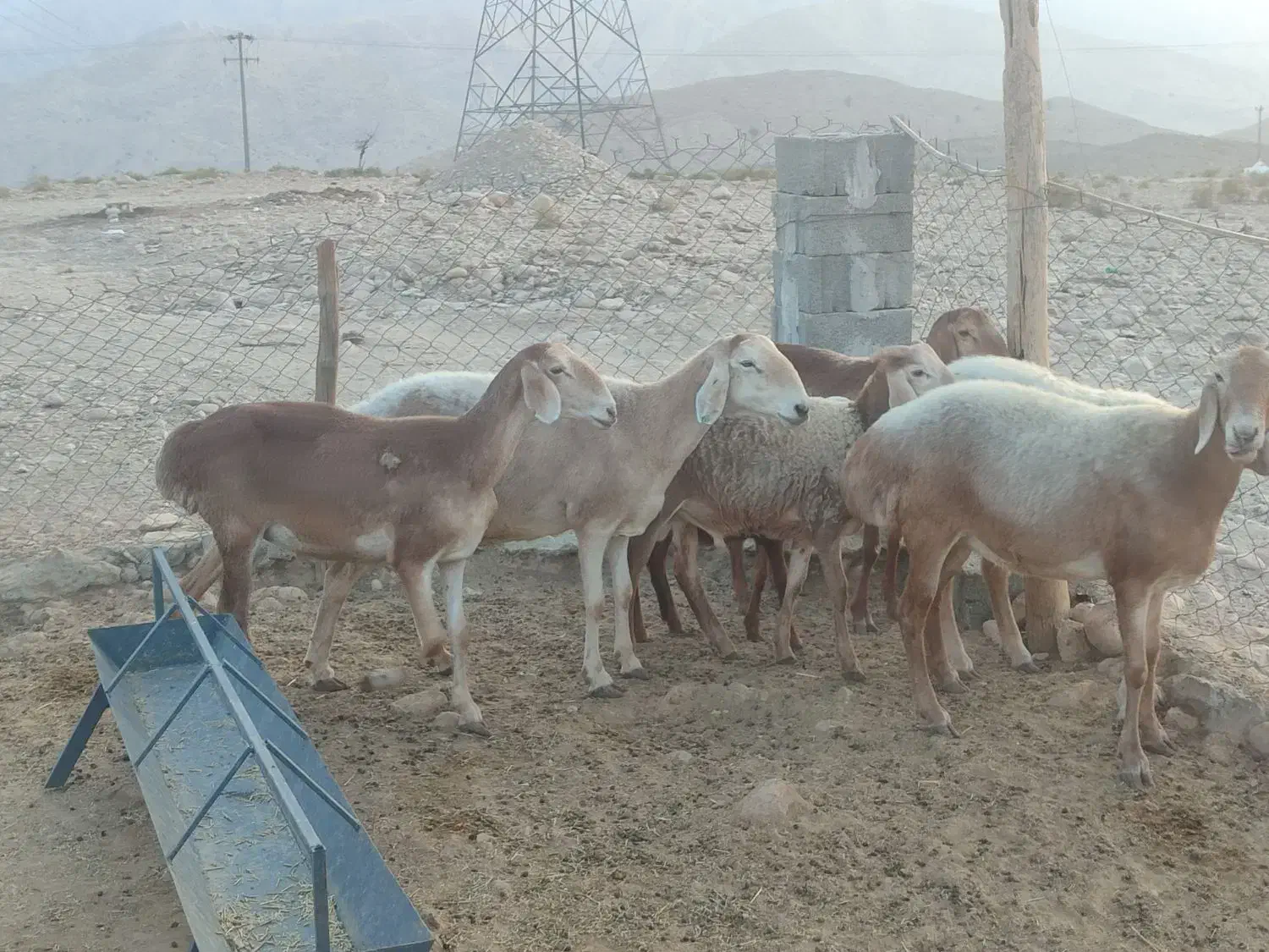 فروش میش چینی|حیوانات مزرعه|لامرد, |دیوار