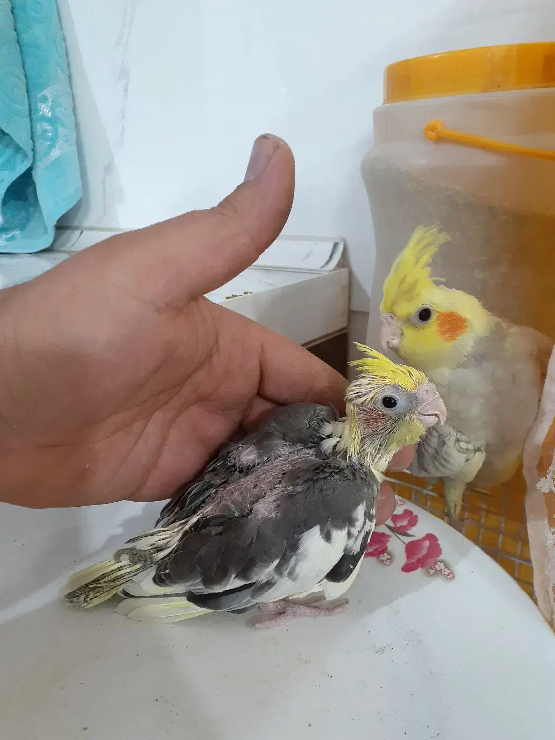 سبز المانی نرعروس هلندی|پرنده|مشهد, کشف|دیوار