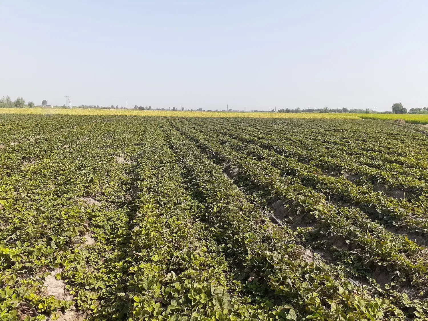 نهال توت فرنگی سابرینا|خدمات باغبانی و درختکاری|علی‌آباد کتول, |دیوار