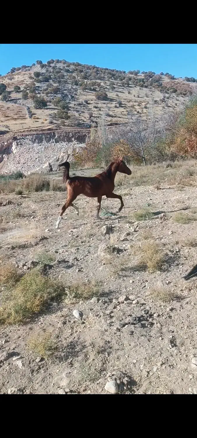 اسب نریان|اسب و تجهیزات اسبسواری|همایجان, |دیوار