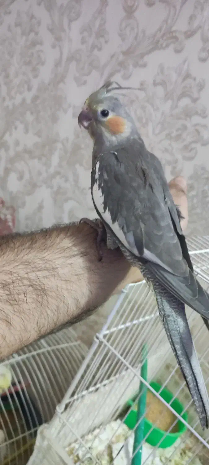 جوجه عروس هلندی|پرنده|مشهد, فاطمیه|دیوار