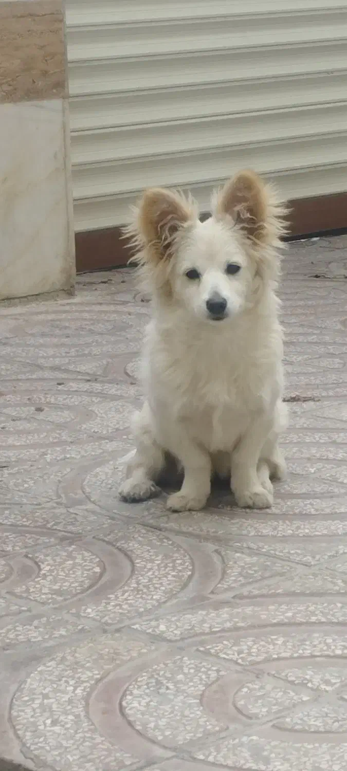 وگذاری|سگ|الیگودرز, |دیوار