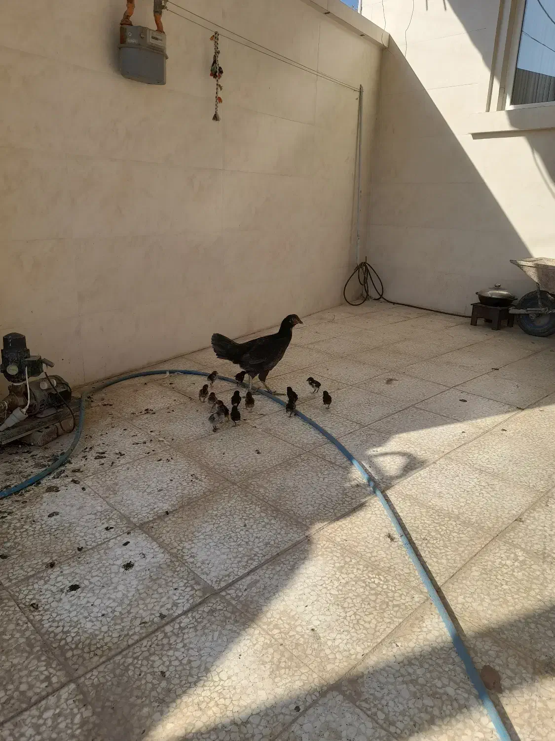 مرغ لاری با۱۴تا جوجه|حیوانات مزرعه|گنبد کاووس, |دیوار