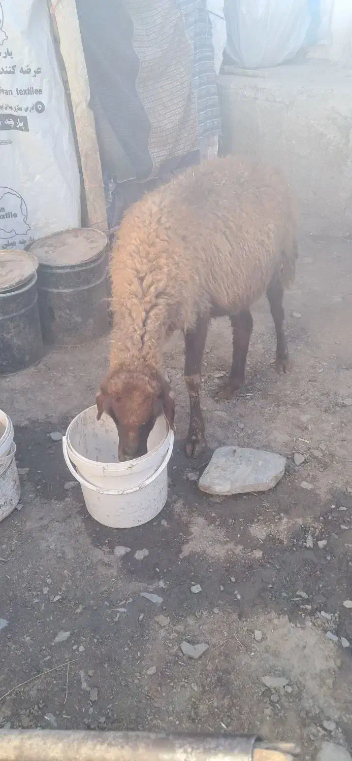 میش آبستن|حیوانات مزرعه|زند, |دیوار