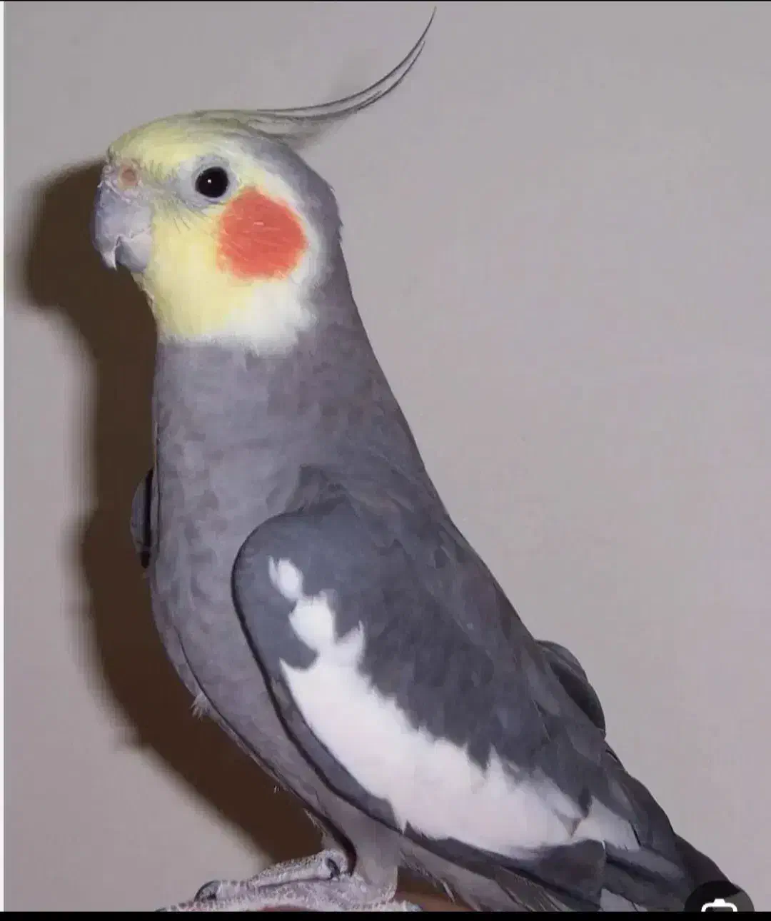 عروس هلندی|پرنده|رباط‌کریم, نصیرشهر|دیوار