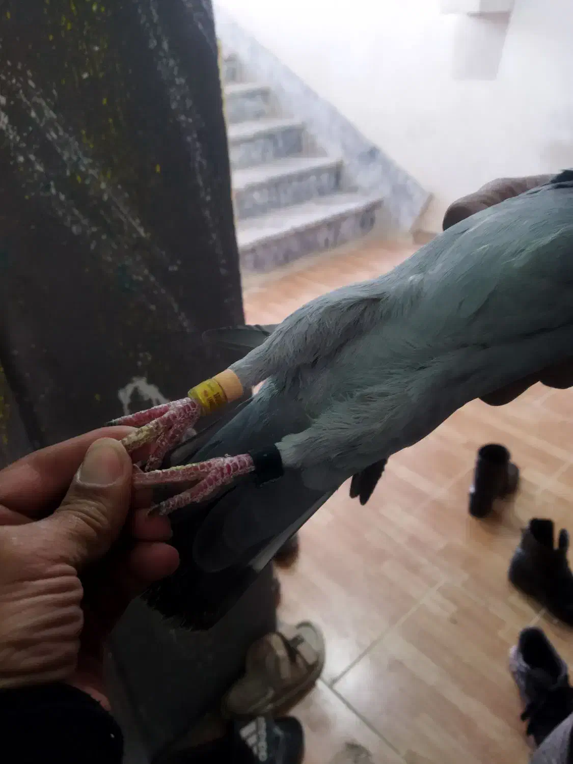 پلاکی زرهی 2024+2025|پرنده|دهلران, |دیوار