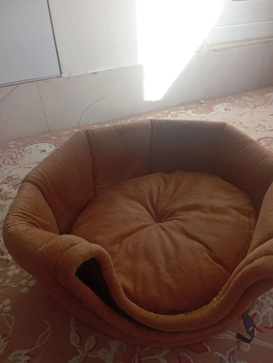 وسایل سگ|لوازم جانبی حیوانات|قشم, |دیوار