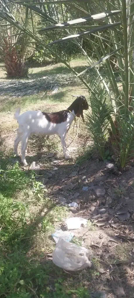 کهره کیسه بز نژاد دار|حیوانات مزرعه|فاریاب, |دیوار