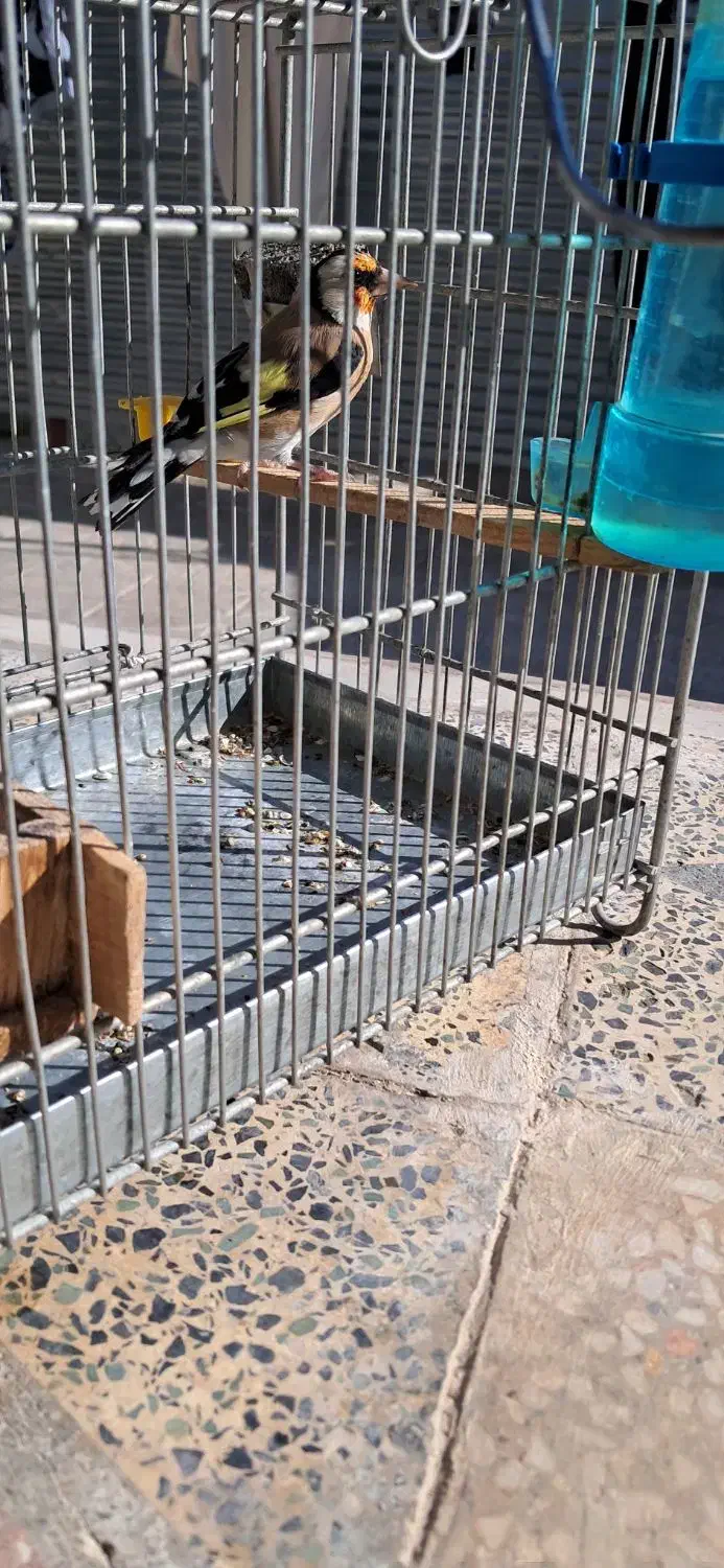 سهره|پرنده|سیدان, |دیوار